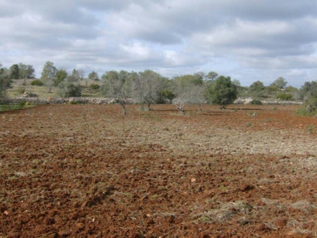 Terreno Rstico - Guia-ALB, Albufeira, Faro (Algarve) - Imagem grande