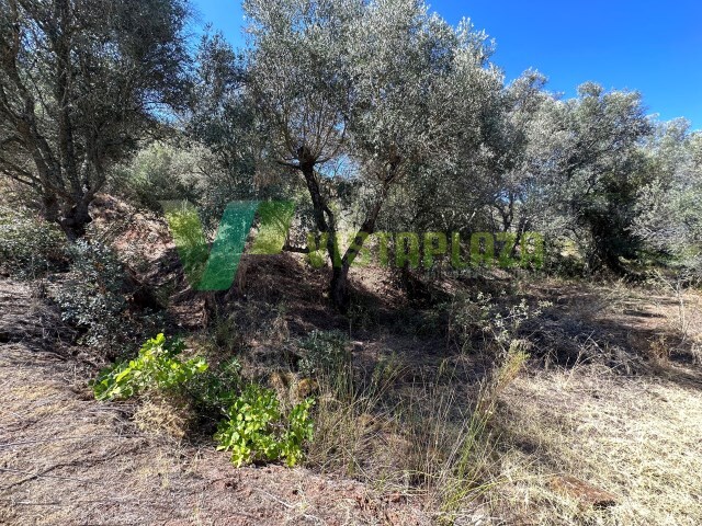 Terreno Rstico - So Bartolomeu de Messines, Silves, Faro (Algarve) - Imagem grande