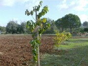 Terreno Rstico - Guia-ALB, Albufeira, Faro (Algarve) - Miniatura: 3/8