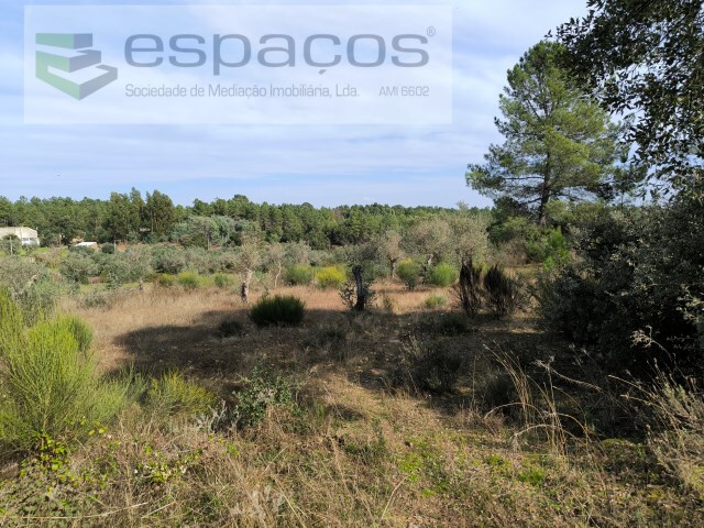 Terreno Rstico - Salgueiro do Campo, Castelo Branco, Castelo Branco - Imagem grande