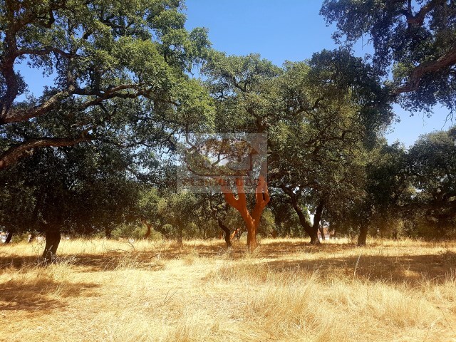 Terreno Rstico - Santa Margarida da Serra, Grndola, Setbal - Imagem grande