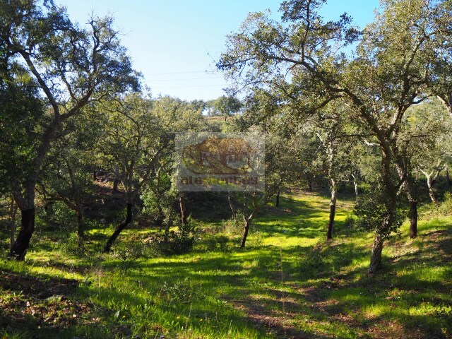 Terreno Rstico - So Francisco da Serra, Santiago do Cacm, Setbal - Imagem grande