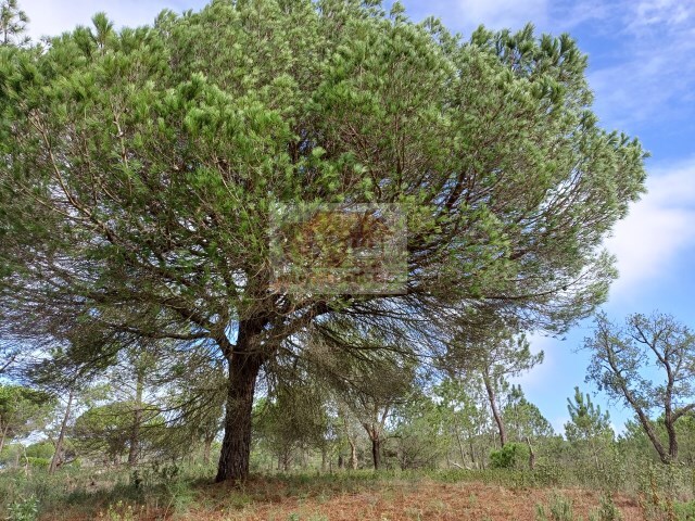 Terreno Rstico - Melides, Grndola, Setbal - Imagem grande