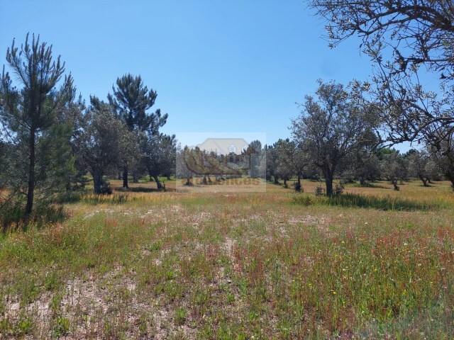 Terreno Rstico - Santa Margarida da Serra, Grndola, Setbal - Imagem grande