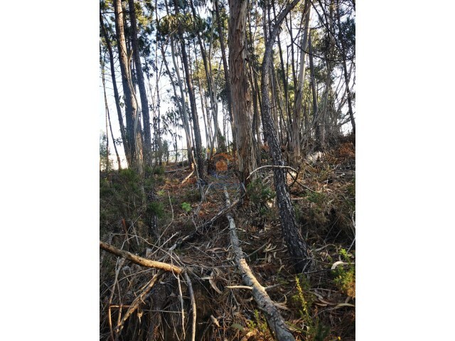 Terreno Rstico - A.  dos Cunhados, Torres Vedras, Lisboa - Imagem grande