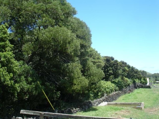 Terreno Rstico - Fonte do Bastardo, Praia da Vitria, Ilha Terceira - Imagem grande