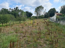 Terreno Rstico T0 - REQUEIXO, NOSSA SENHORA DE FTIMA E NARIZ, Aveiro, Aveiro