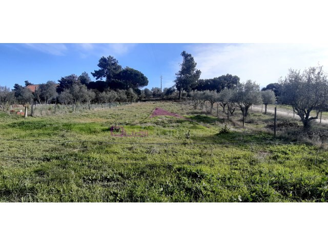 Terreno Urbano - Carregueira, Chamusca, Santarm - Imagem grande