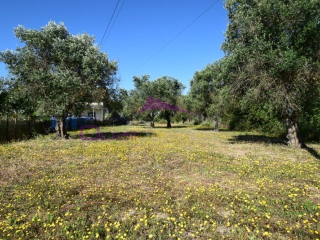 Terreno Rstico - Paialvo, Tomar, Santarm - Imagem grande