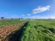 Terreno Rstico - Ferreira do Alentejo, Ferreira do Alentejo, Beja - Miniatura: 2/9