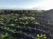 Terreno Rstico - Bandeiras, Madalena, Ilha do Pico - Miniatura: 5/9