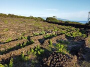 Terreno Rstico - Bandeiras, Madalena, Ilha do Pico - Miniatura: 8/9