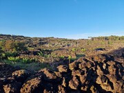 Terreno Rstico - Bandeiras, Madalena, Ilha do Pico - Miniatura: 9/9