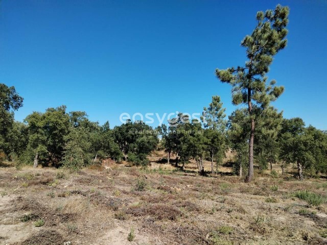 Terreno Rstico - Nossa Senhora de Ftima, Entroncamento, Santarm - Imagem grande