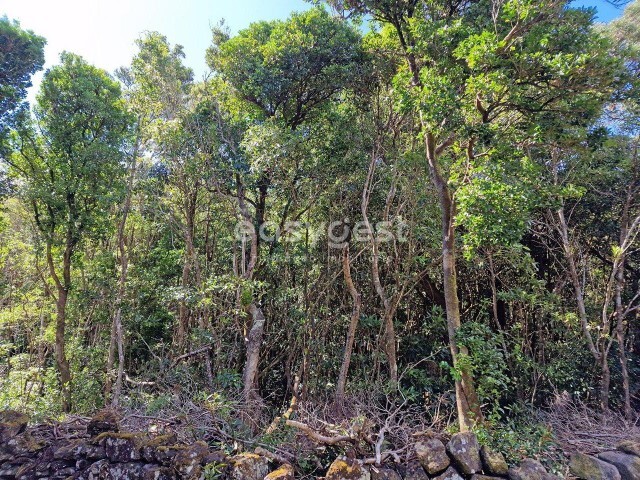 Terreno Rstico - Bandeiras, Madalena, Ilha do Pico - Imagem grande