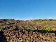 Terreno Rstico - Bandeiras, Madalena, Ilha do Pico - Miniatura: 1/9