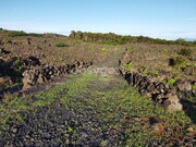 Terreno Rstico - Bandeiras, Madalena, Ilha do Pico - Miniatura: 6/9