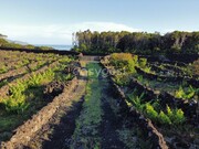 Terreno Rstico - Bandeiras, Madalena, Ilha do Pico - Miniatura: 7/9