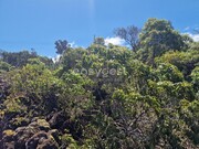 Terreno Rstico - Madalena, Madalena, Ilha do Pico - Miniatura: 4/9