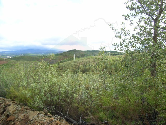 Terreno Rstico - Sert, Sert, Castelo Branco - Imagem grande