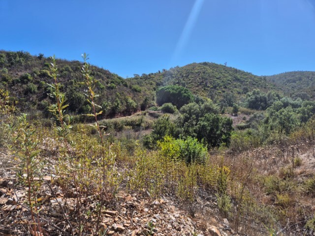 Terreno Rstico - Santa Clara-a-Velha, Odemira, Beja - Imagem grande