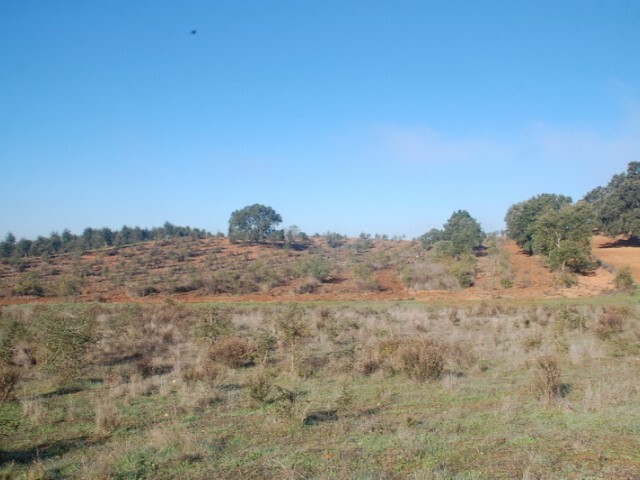 Terreno Rstico - Cercal do Alentejo, Santiago do Cacm, Setbal - Imagem grande