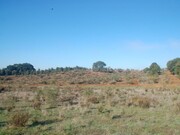 Terreno Rstico - Cercal do Alentejo, Santiago do Cacm, Setbal - Miniatura: 2/2