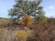 Terreno Rstico - Azinhal, Castro Marim, Faro (Algarve) - Miniatura: 6/9