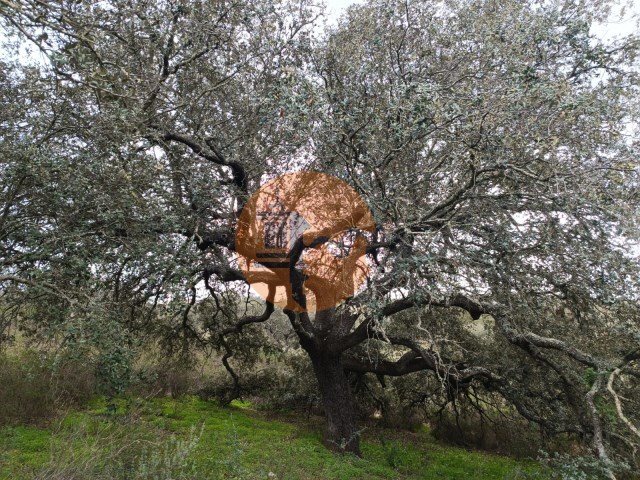 Terreno Rstico - Alcoutim, Alcoutim, Faro (Algarve) - Imagem grande