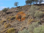 Terreno Rstico - Odeleite, Castro Marim, Faro (Algarve) - Miniatura: 7/9