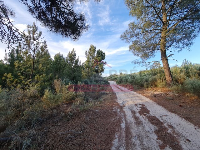 Terreno Rstico - Castelo, Moimenta da Beira, Viseu - Imagem grande