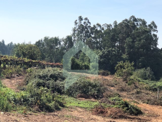 Terreno Rstico - CHORENTE, Barcelos, Braga - Imagem grande