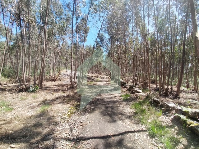 Terreno Rstico - Tamel (Santa Leocdia), Barcelos, Braga - Imagem grande