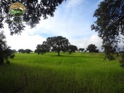 Terreno Rstico - Alfundo, Ferreira do Alentejo, Beja - Miniatura: 1/9