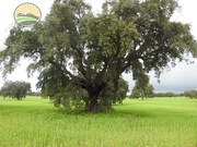 Terreno Rstico - Alfundo, Ferreira do Alentejo, Beja - Miniatura: 2/9