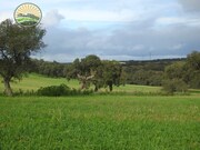 Terreno Rstico - Alfundo, Ferreira do Alentejo, Beja - Miniatura: 5/9