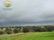 Terreno Rstico - Alfundo, Ferreira do Alentejo, Beja - Miniatura: 7/9