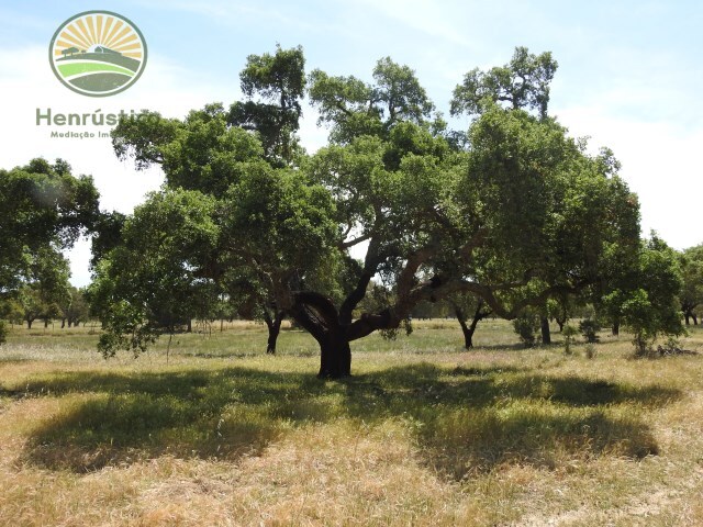 Terreno Rstico - Santa Margarida da Serra, Grndola, Setbal - Imagem grande