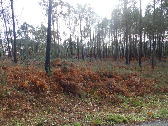 Terreno Urbano - Mazedo, Mono, Viana do Castelo - Imagem grande