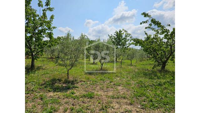 Terreno Rstico T0 - Varzea de Abrunhais, Lamego, Viseu - Imagem grande